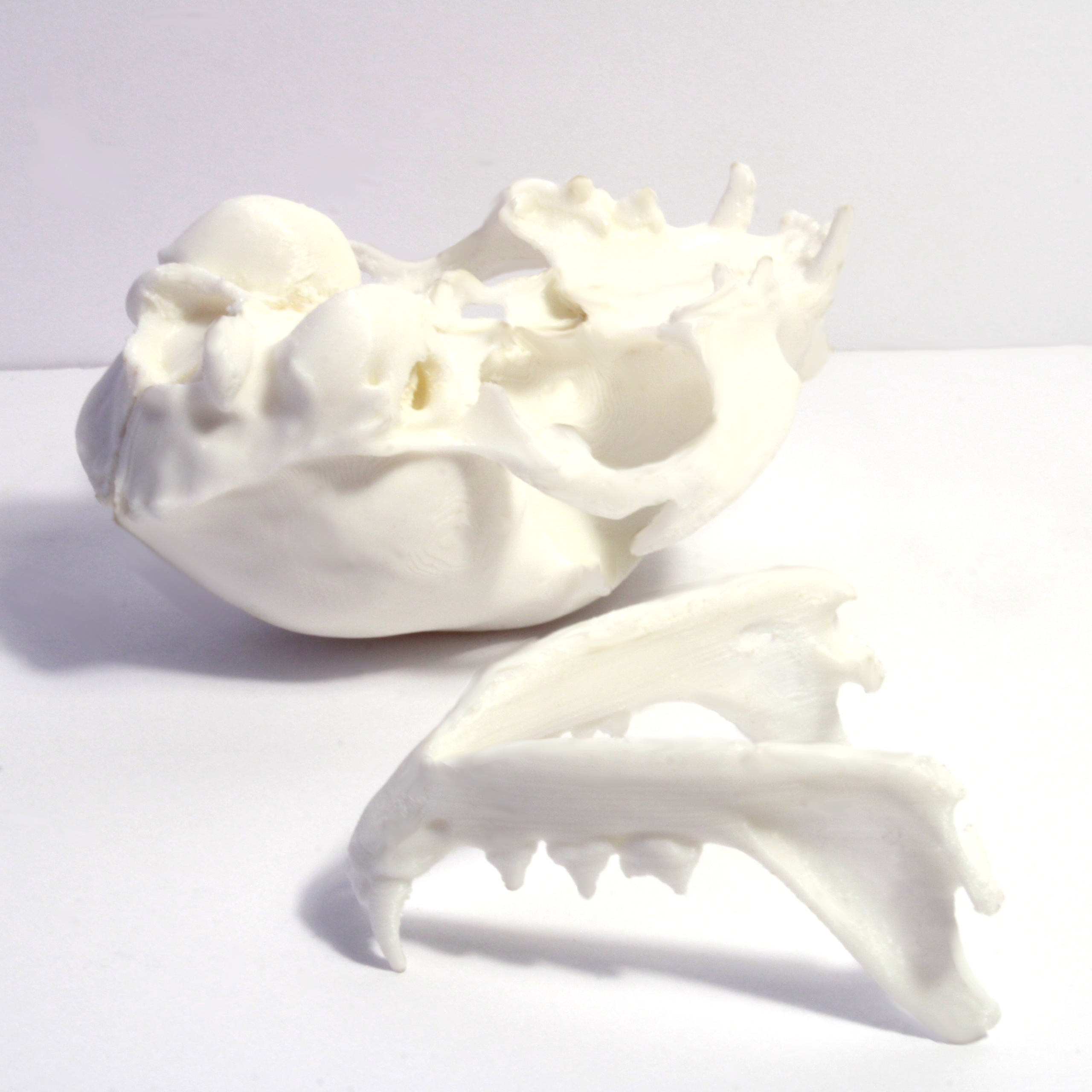 House Cat Skull Model - Anatomically Correct - 3 Inches - Image 3