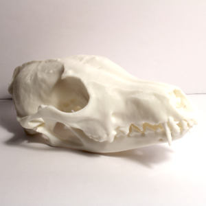 Fox Skull Model - Anatomically Correct - 6 Inches