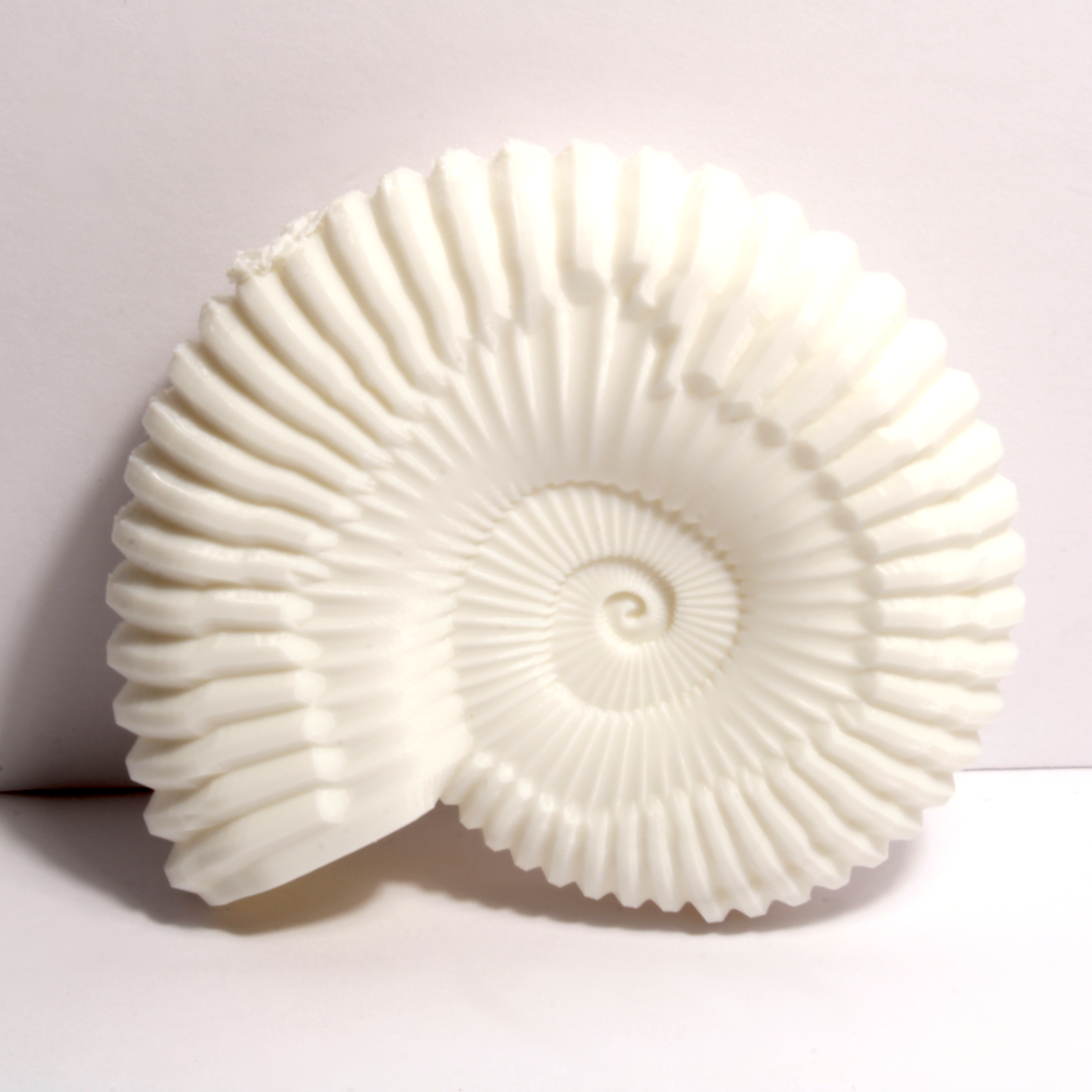 Ammonite Shell Replica – 6 Inches - Image 2