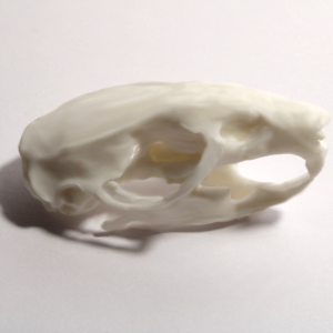 Rat Skull Model - Anatomically Correct - 2 Inches