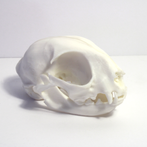 House Cat Skull Model - Anatomically Correct - 3 Inches