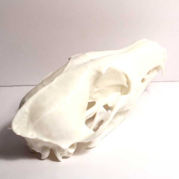 Fox Skull Model - Anatomically Correct - 6 Inches - Image 4