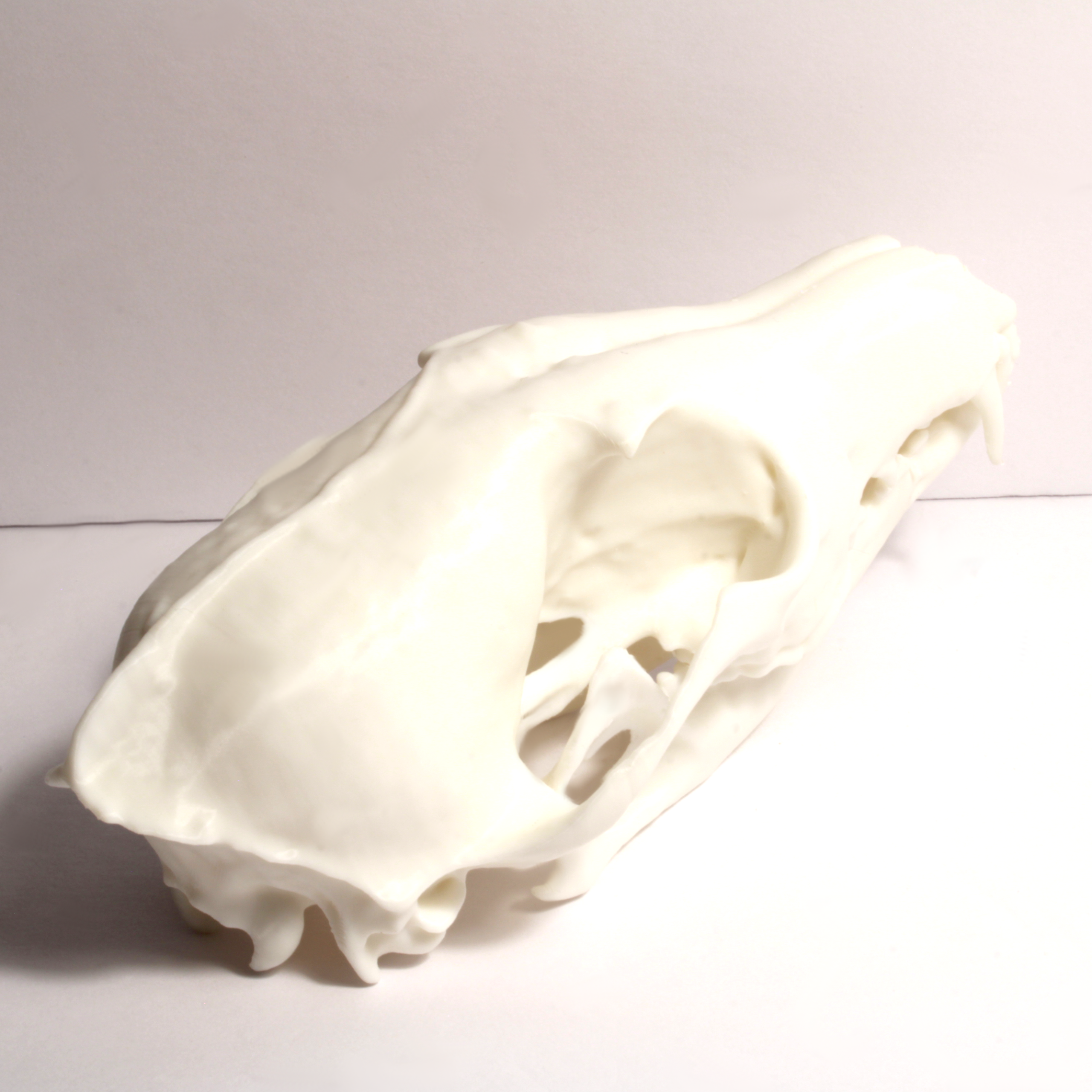 Fox Skull Model - Anatomically Correct - 6 Inches - Image 4