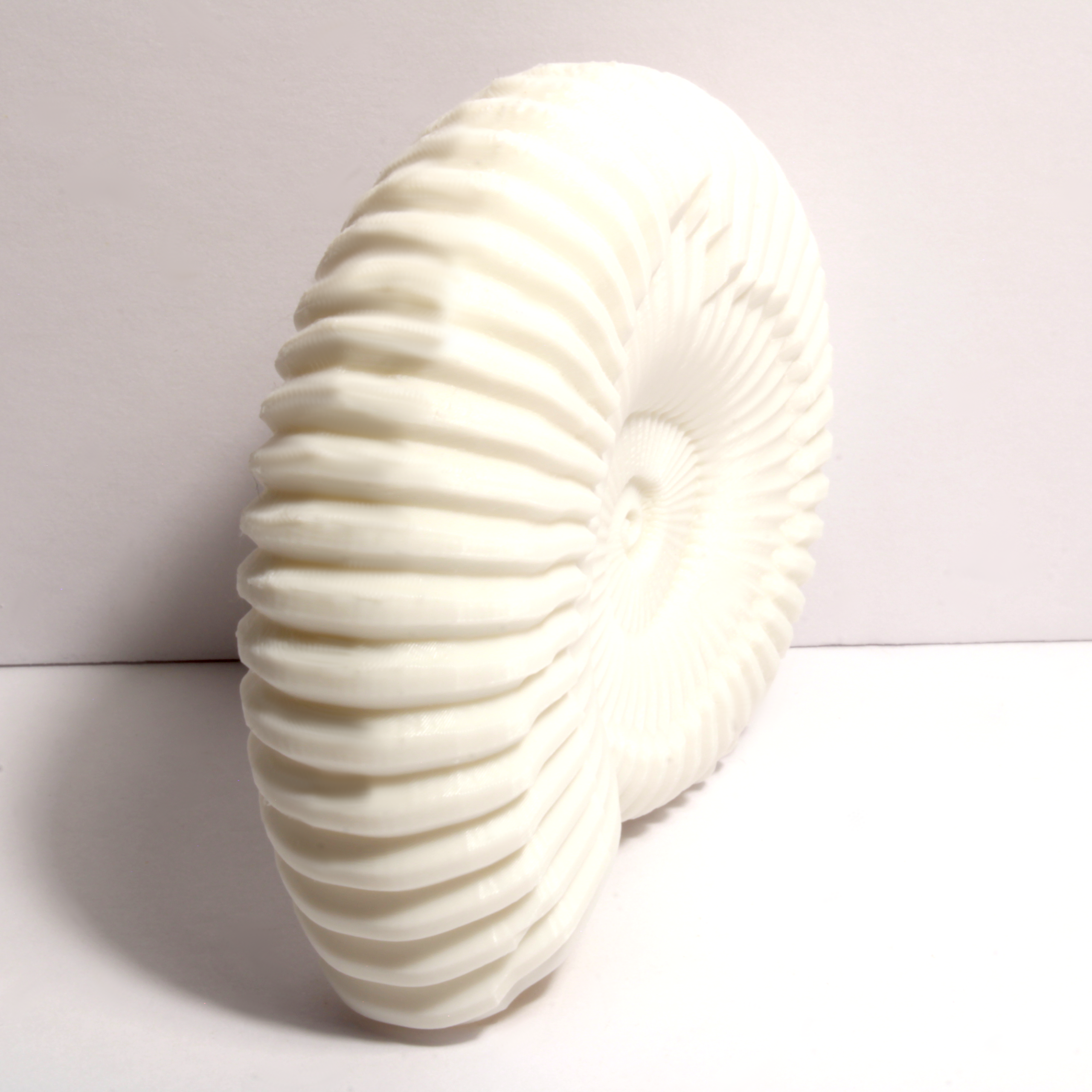 Ammonite Shell Replica – 6 Inches - Image 3