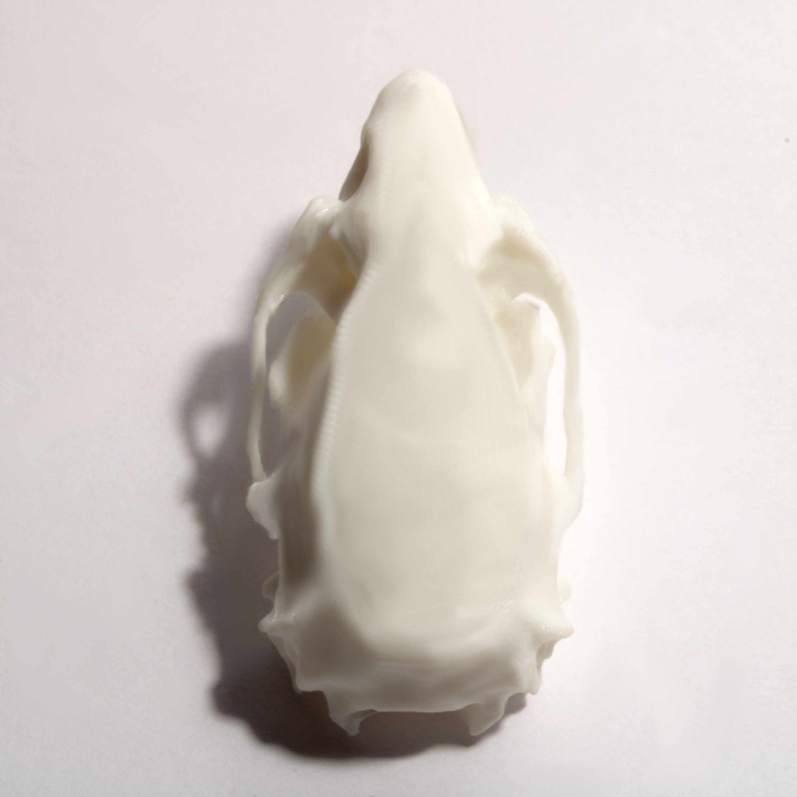 Rat Skull Model - Anatomically Correct - 2 Inches - Image 3