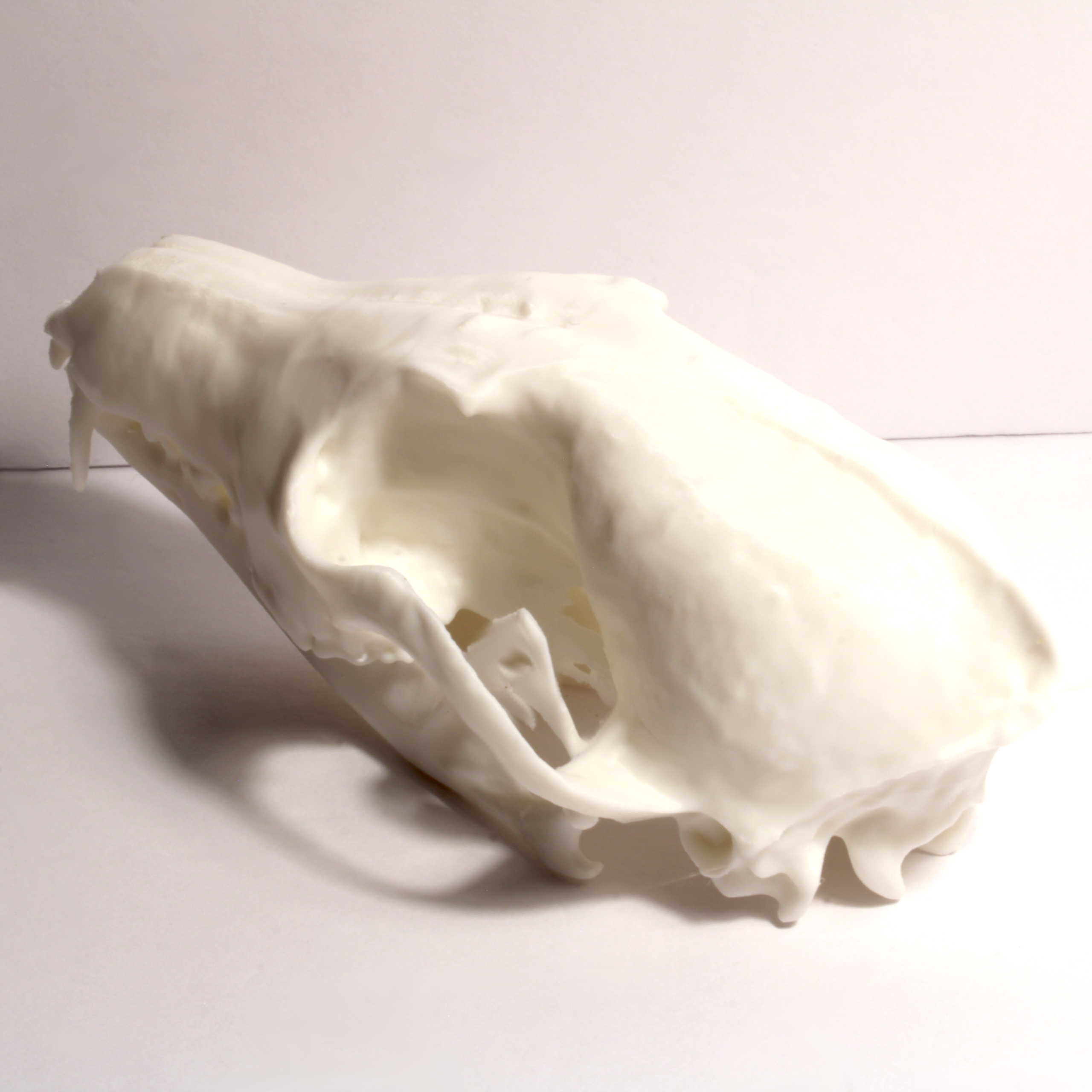 Fox Skull Model - Anatomically Correct - 6 Inches - Image 2