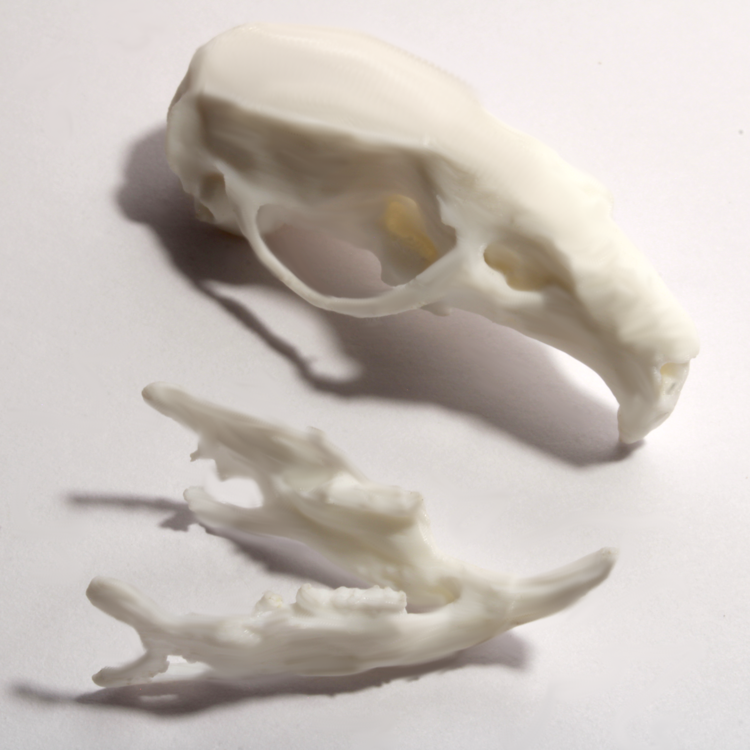 Rat Skull Model - Anatomically Correct - 2 Inches - Image 2