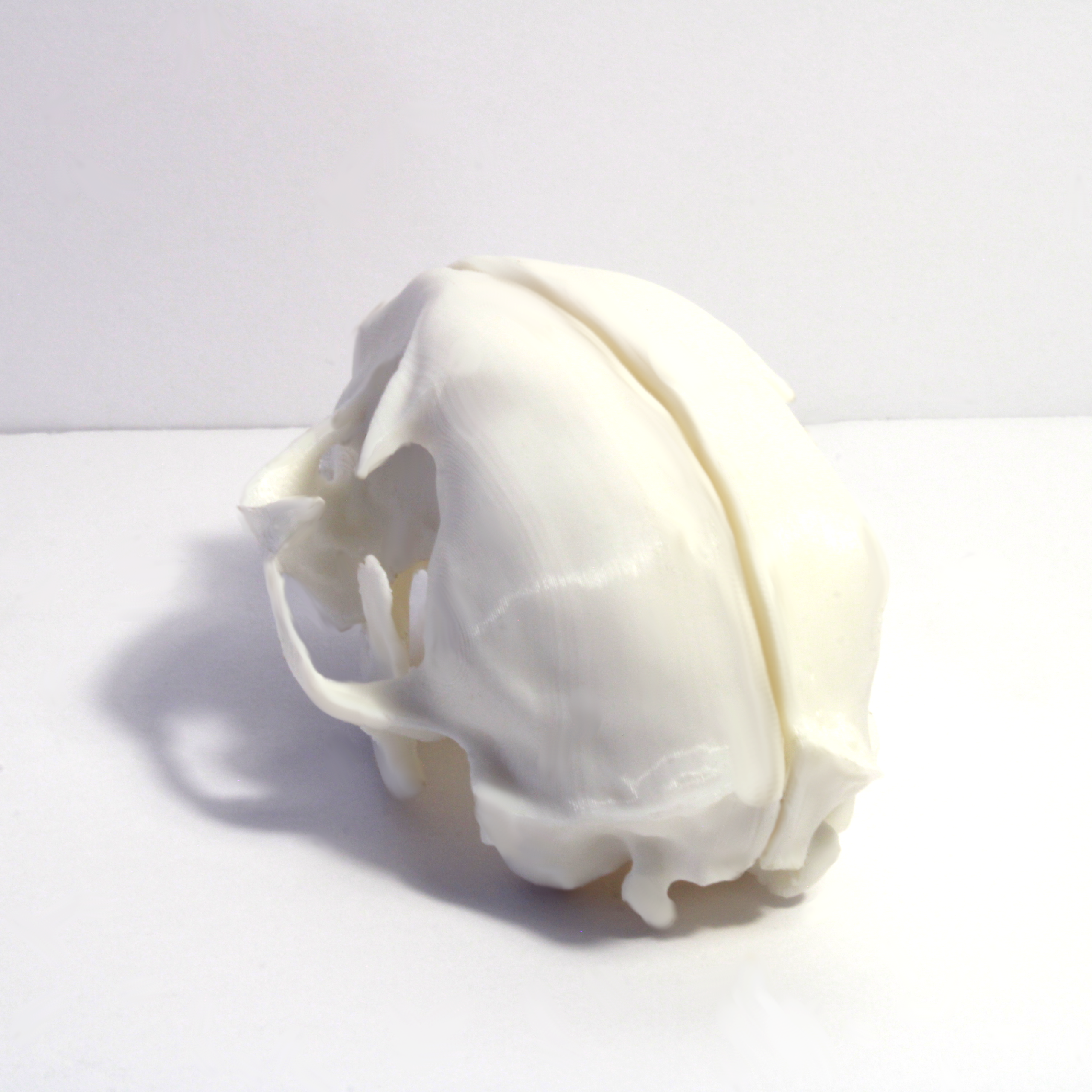 House Cat Skull Model - Anatomically Correct - 3 Inches - Image 4