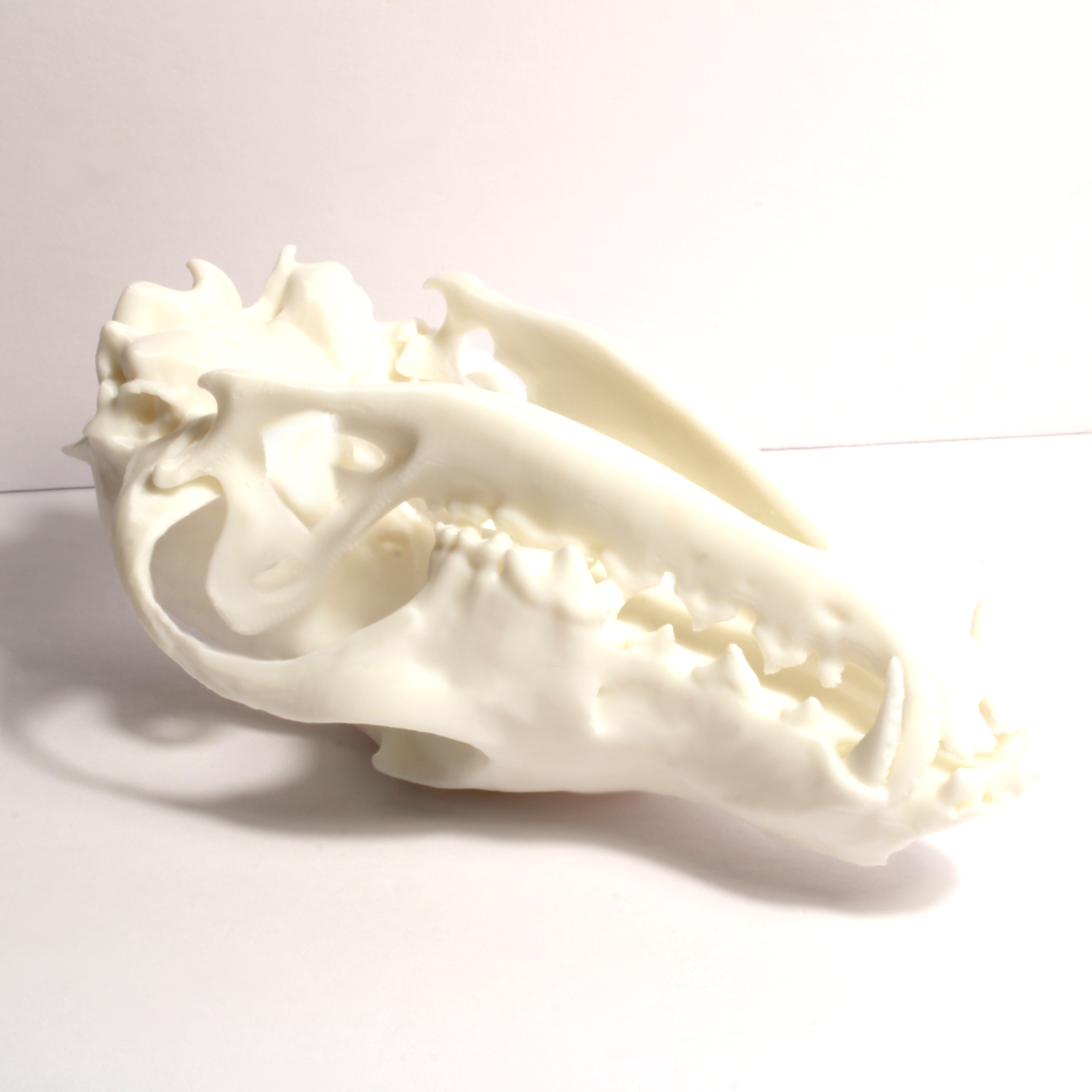 Fox Skull Model - Anatomically Correct - 6 Inches - Image 3
