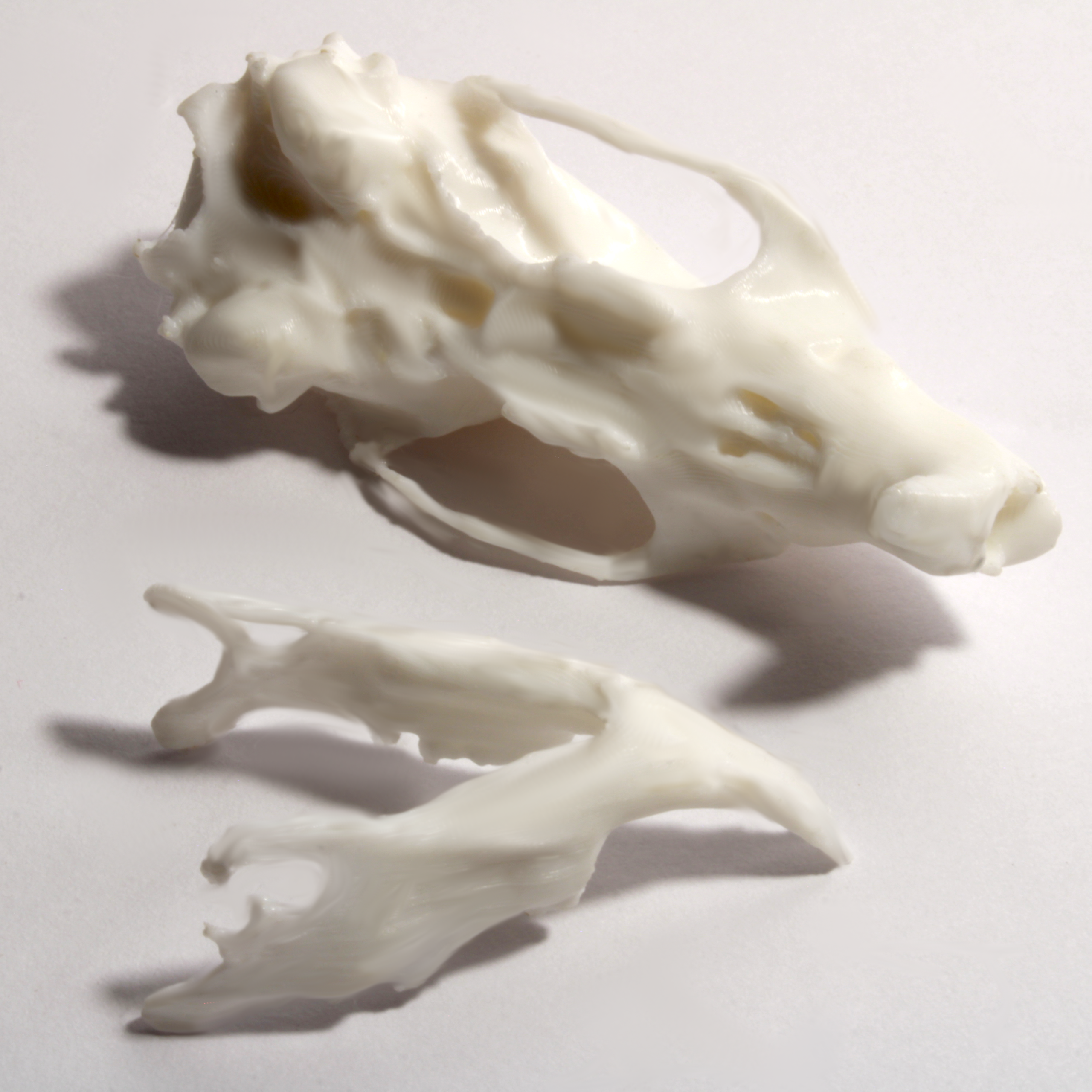 Rat Skull Model - Anatomically Correct - 2 Inches - Image 4
