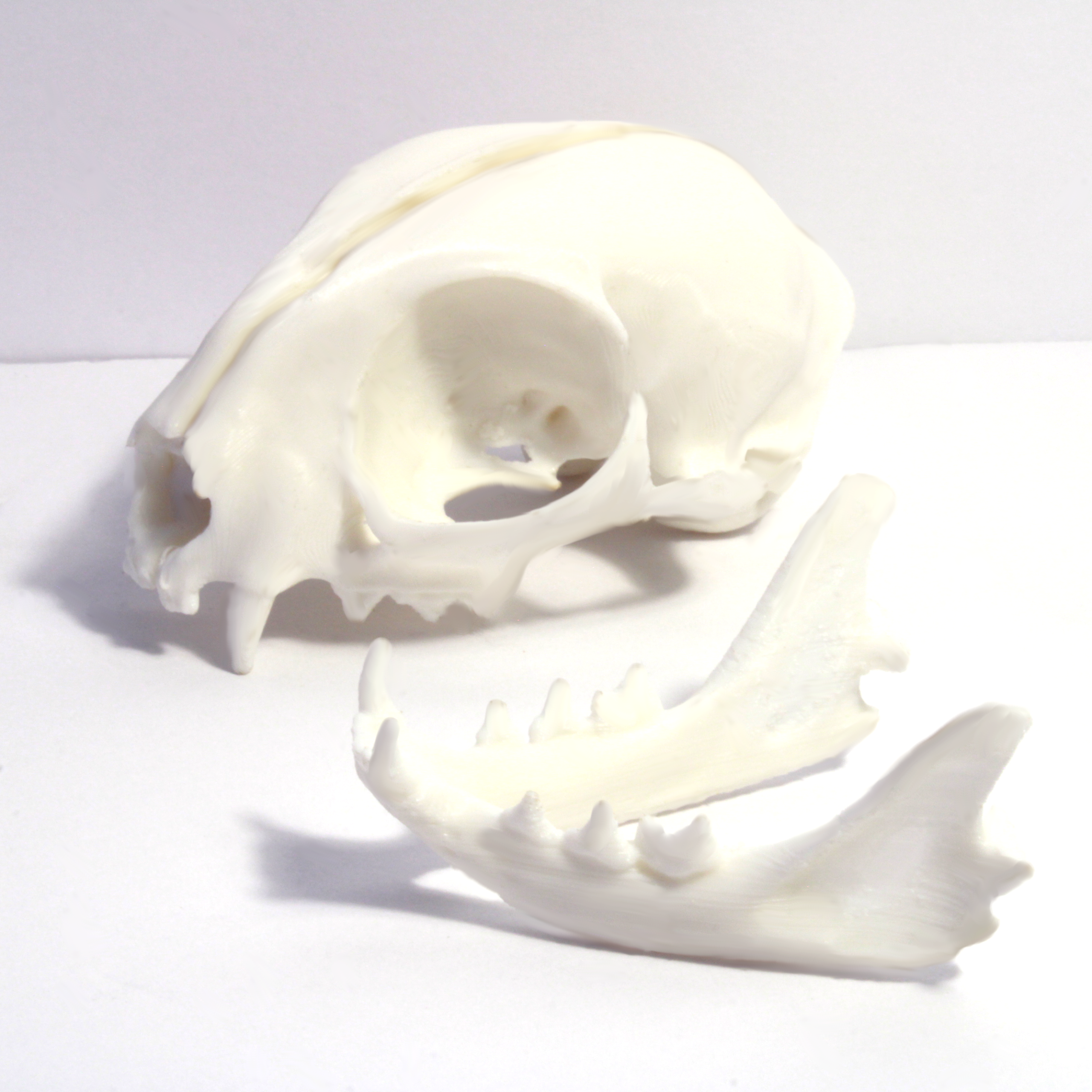 House Cat Skull Model - Anatomically Correct - 3 Inches - Image 2