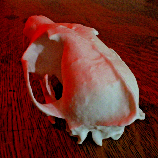 Fox Skull Model - Anatomically Correct - 6 Inches - Image 3