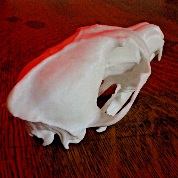 Fox Skull Model - Anatomically Correct - 6 Inches - Image 4