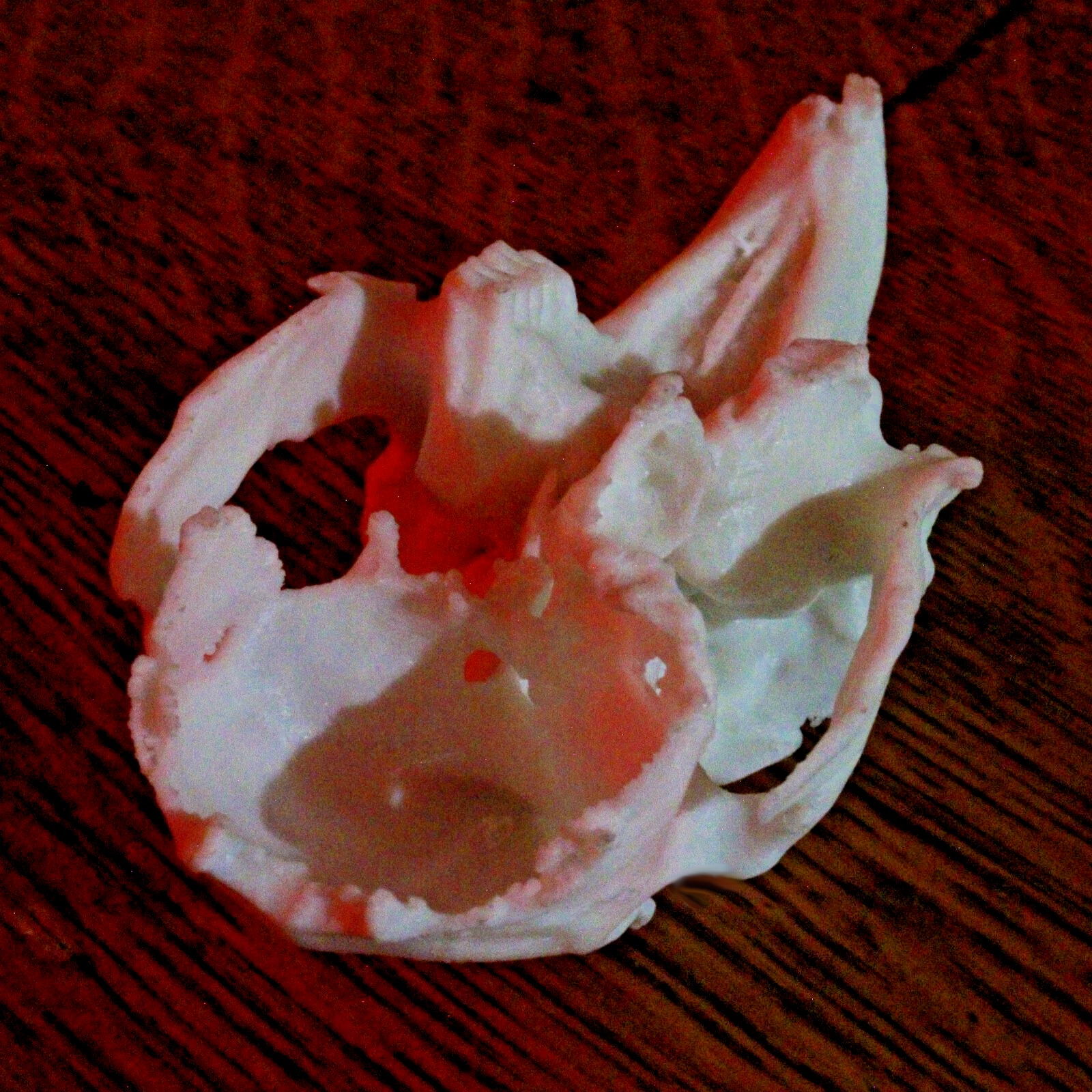 Rabbit Skull Model - Anatomically Correct - 3 Inches - Image 4