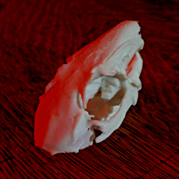 Rabbit Skull Model - Anatomically Correct - 3 Inches - Image 3