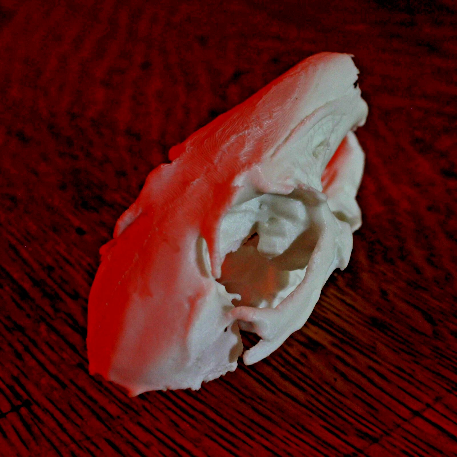 Rabbit Skull Model - Anatomically Correct - 3 Inches - Image 3