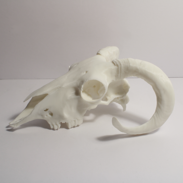 Ram Skull Model – Anatomically Correct – 7 Inches - Image 2