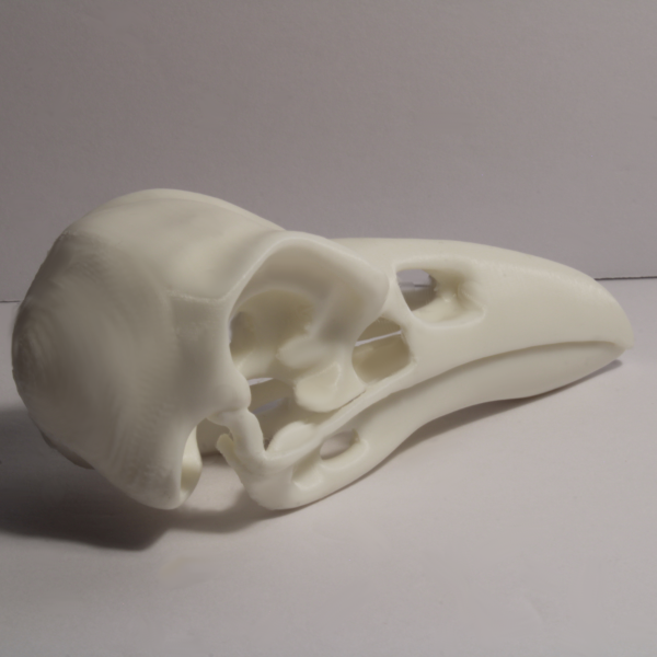 Raven Skull Model – Anatomically Correct – 4.3 Inches - Image 3