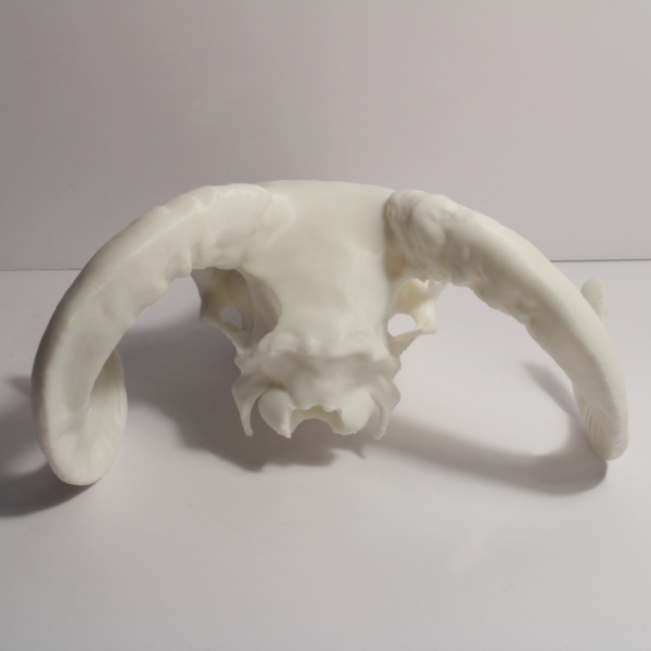 Ram Skull Model – Anatomically Correct – 7 Inches - Image 4