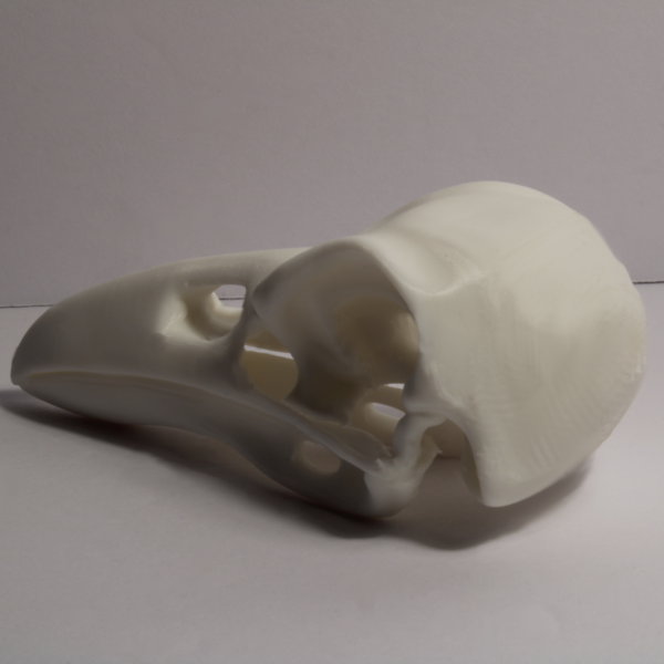 Raven Skull Model – Anatomically Correct – 4.3 Inches - Image 2