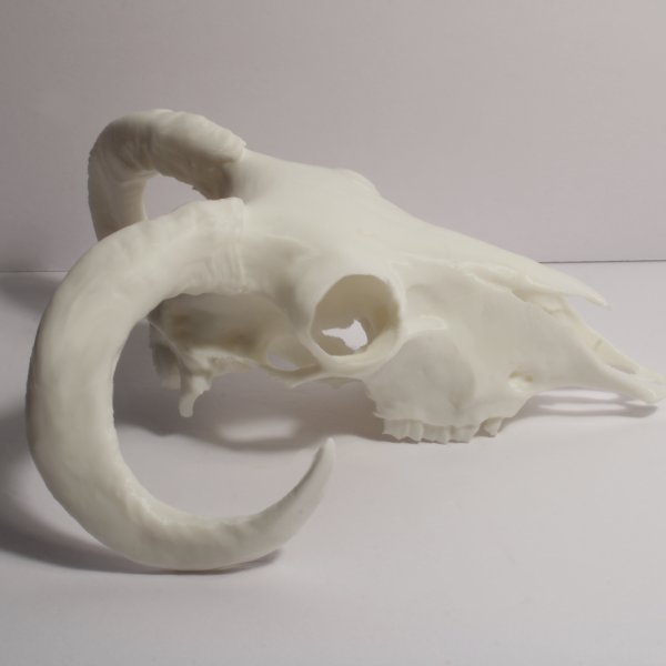 Ram Skull Model – Anatomically Correct – 7 Inches - Image 3