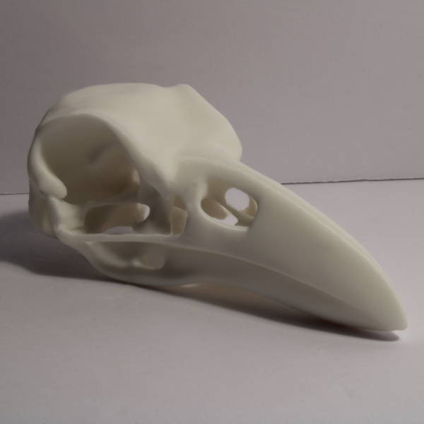 Raven Skull Model – Anatomically Correct – 4.3 Inches - Image 4